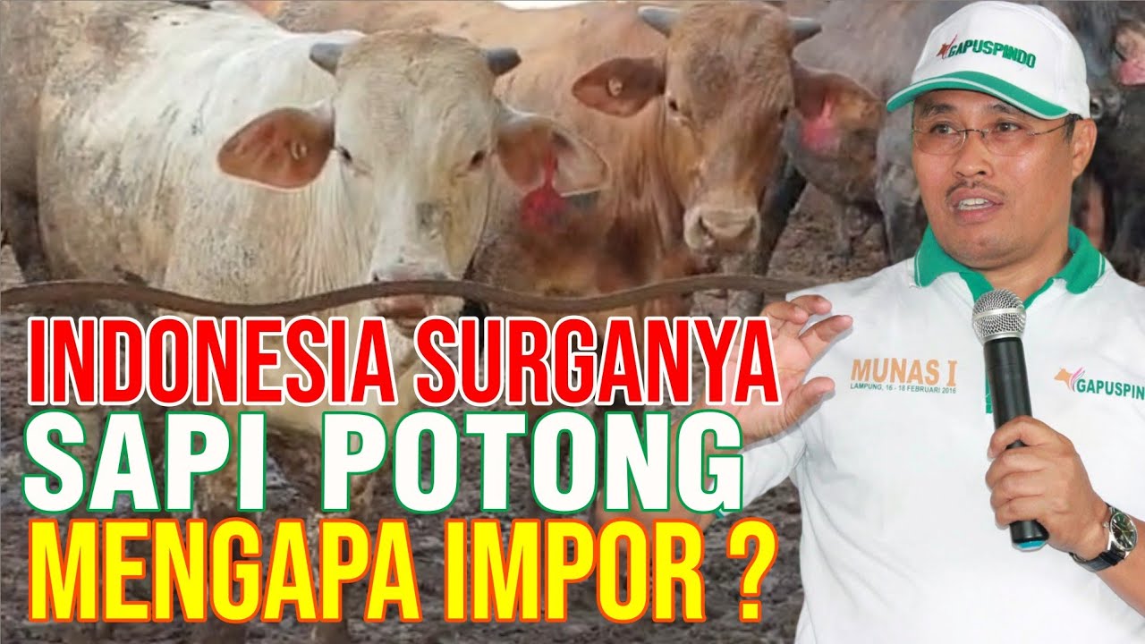 
                                 Indonesia-Surganya-Sapi,-Mengapa-Harus-Impor?